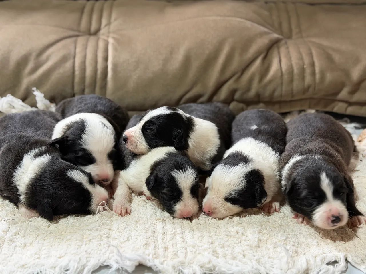 Filhotes de Border collie - Foto 3