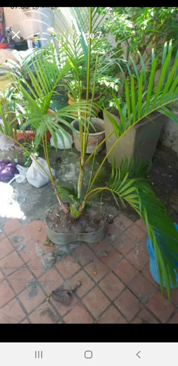 Palmeira areca - Foto 5