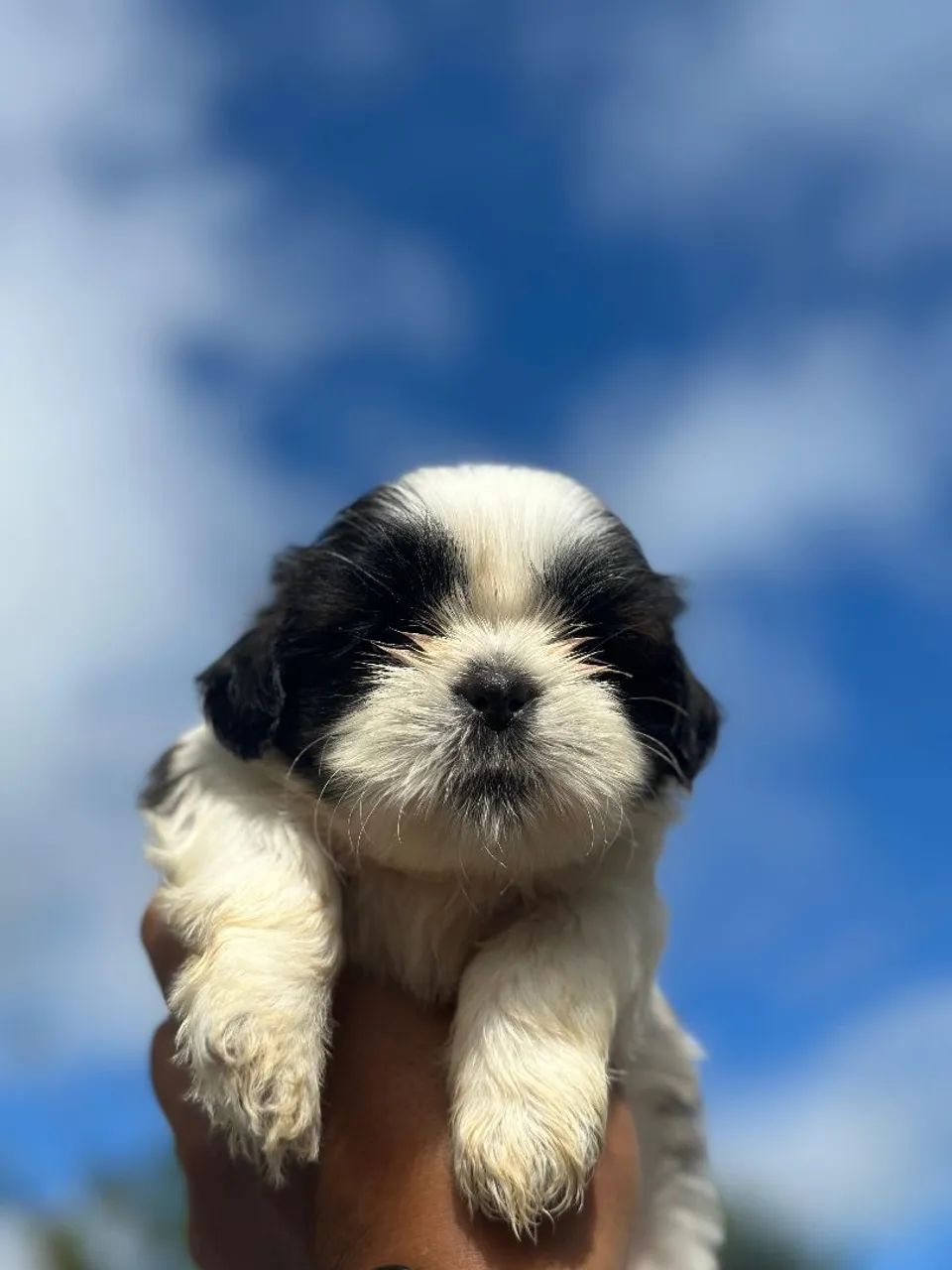 Shih Tzu - FILHOTES - Foto 3