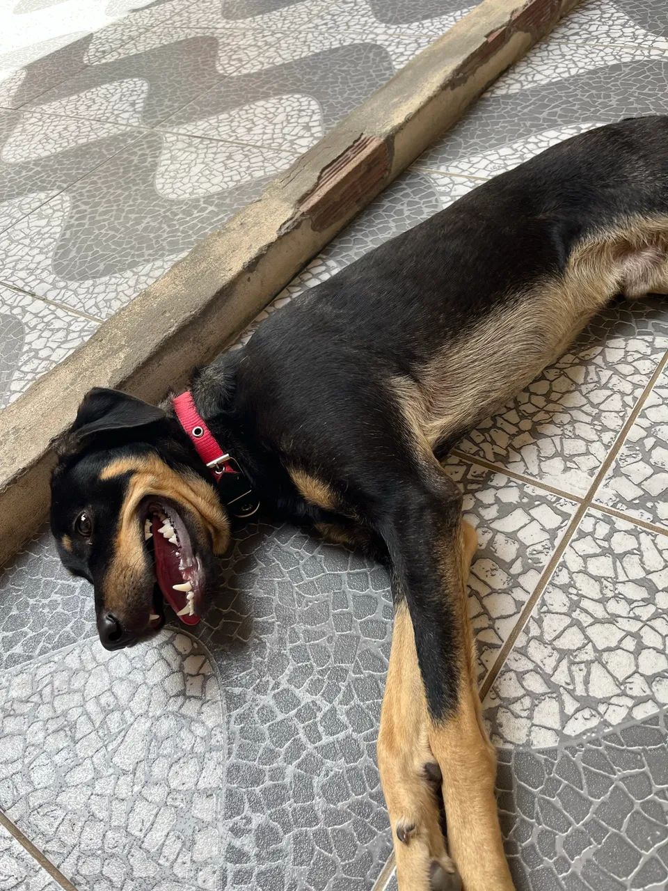 Doação de Pet - Foto 2