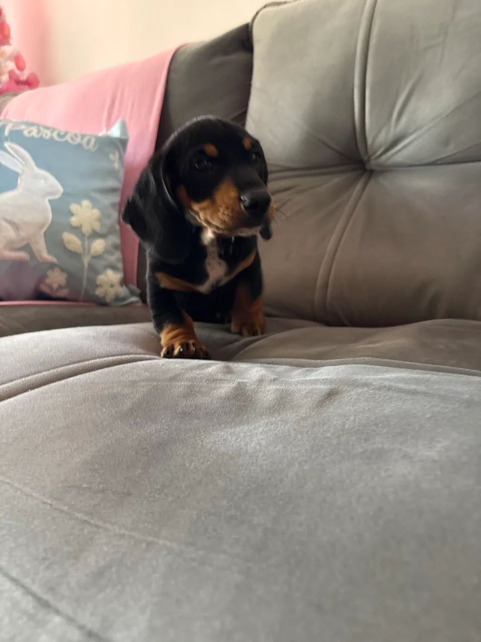 Machinho de linguiçinha - Foto 5