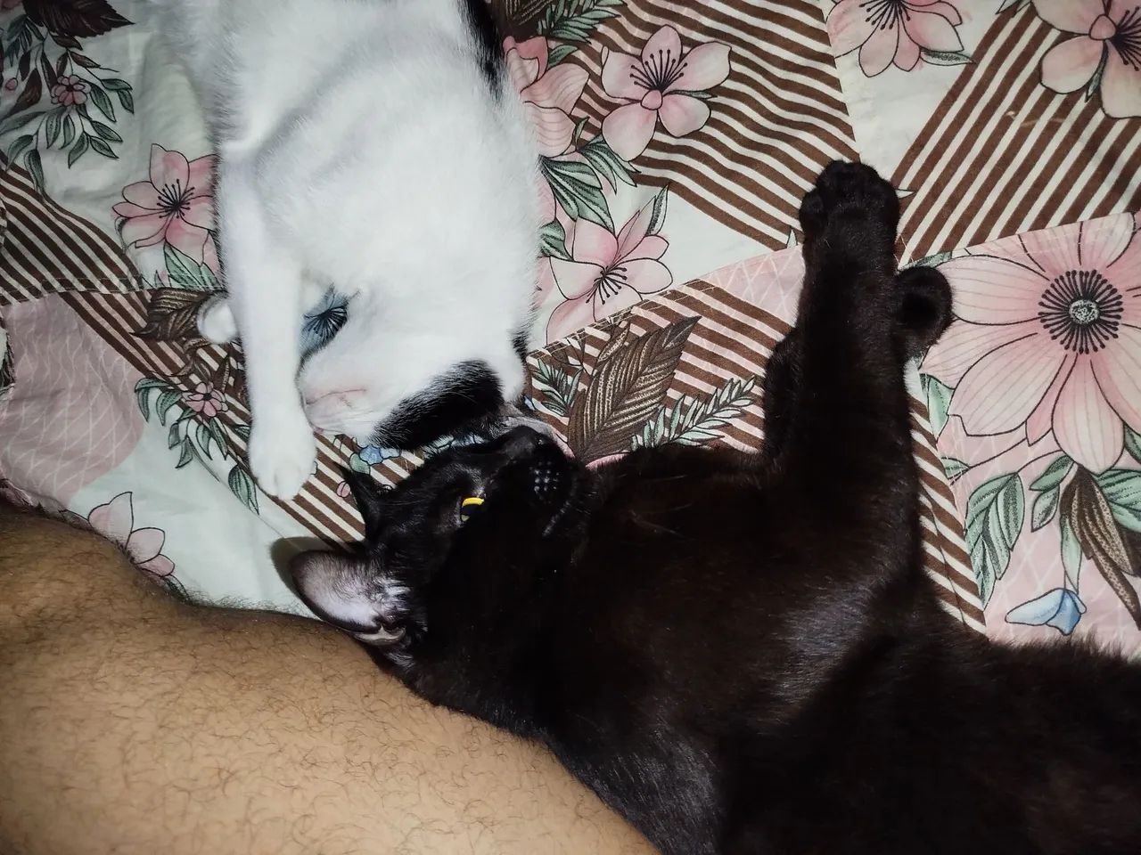 Gato preto pra adoção - Foto 2