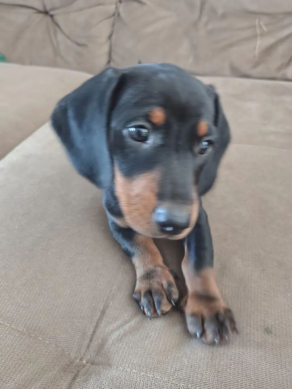 Basset  - Foto 4