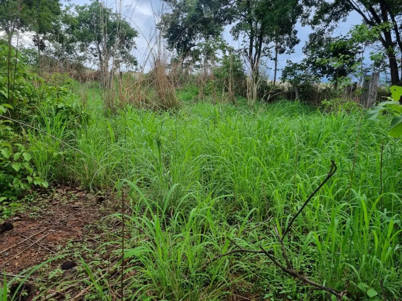 Fazenda para Venda em Aurora do Tocantins, Zona Rural - Foto 3