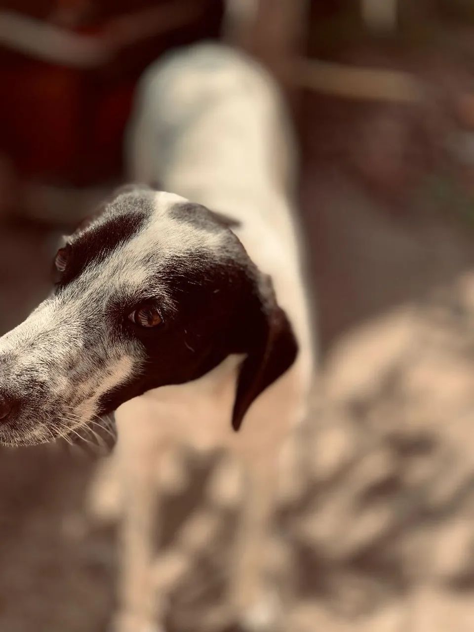 Doação de cachorro  - Foto 4