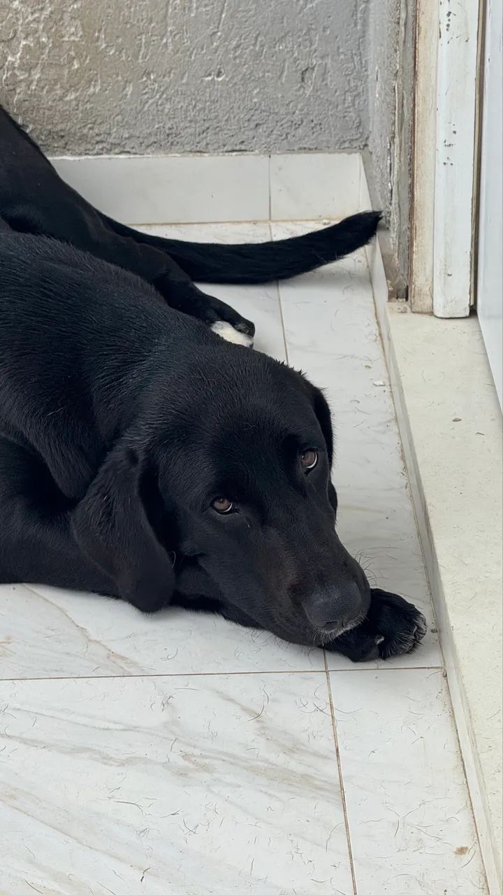 Doação cachorro - Foto 2