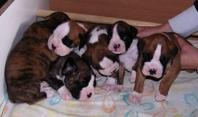 Boxer Alegria que se encaixa no ambiente