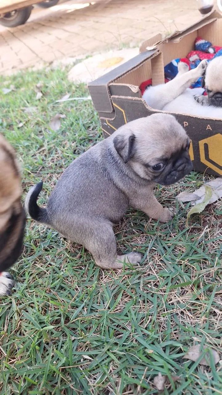Filhotes de pug - Foto 2