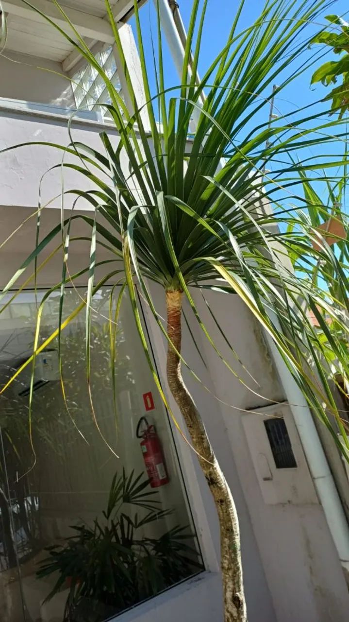 Precisando dar um trato no terreno ou no jardim? ?