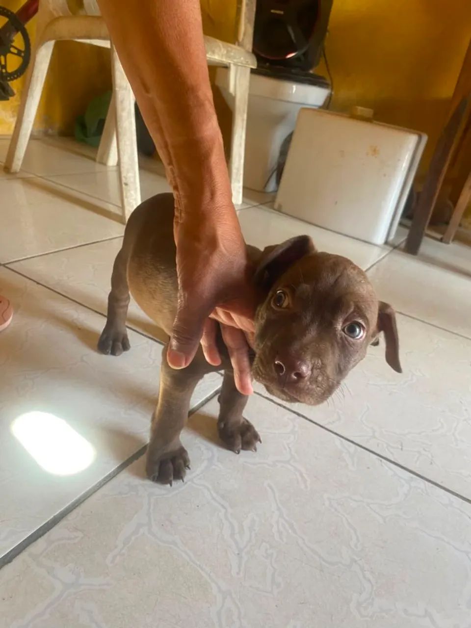 Cachorro Pitbull - Foto 4