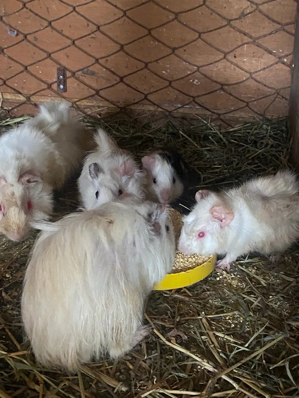 Porquinho da índia - Foto 4