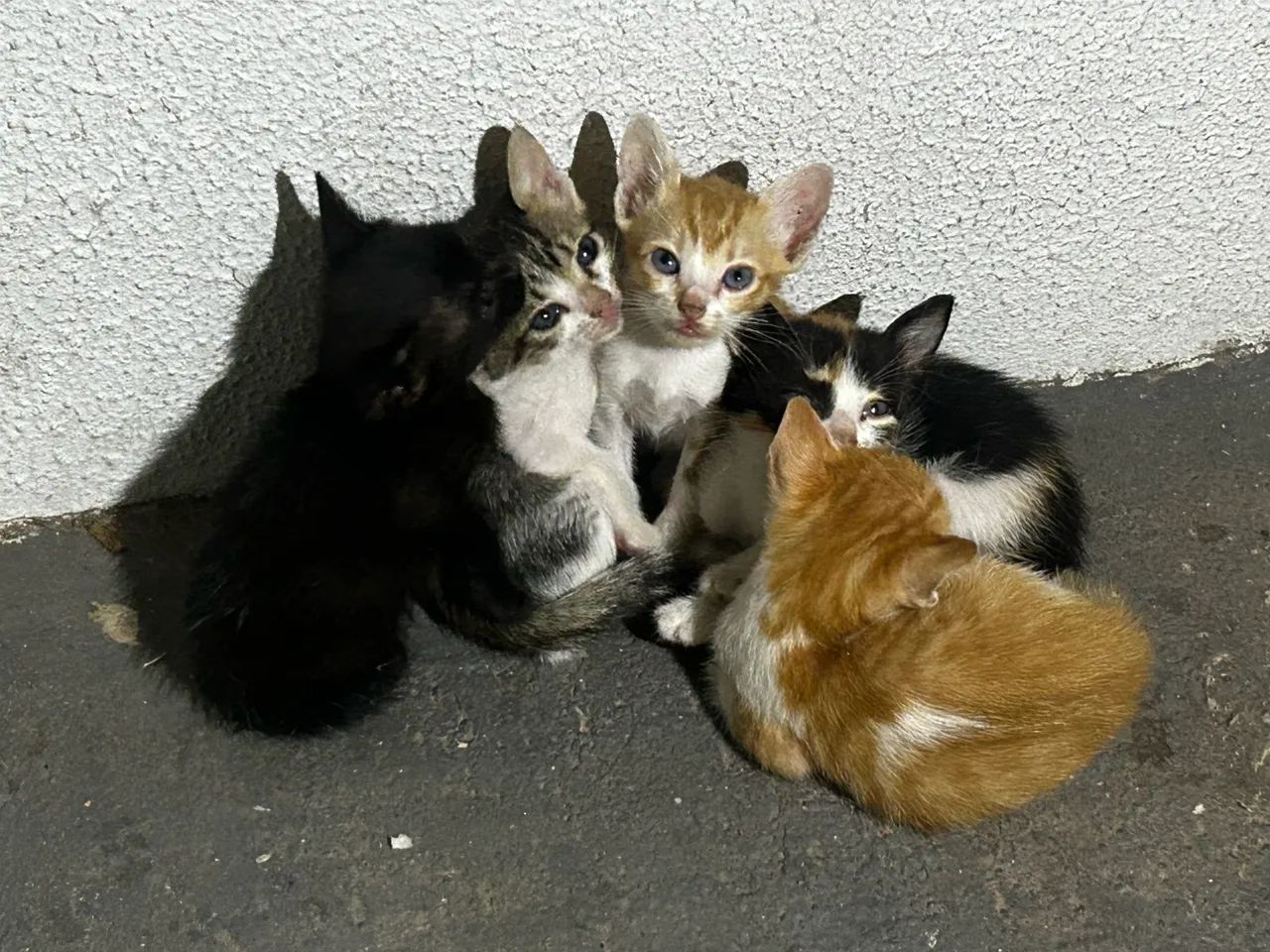Gatos