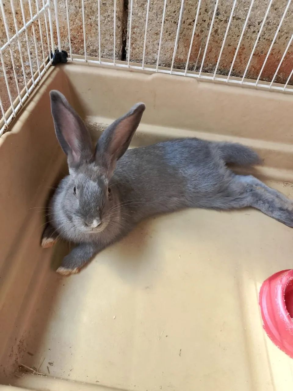Doação de coelha, 6 meses - Foto 2