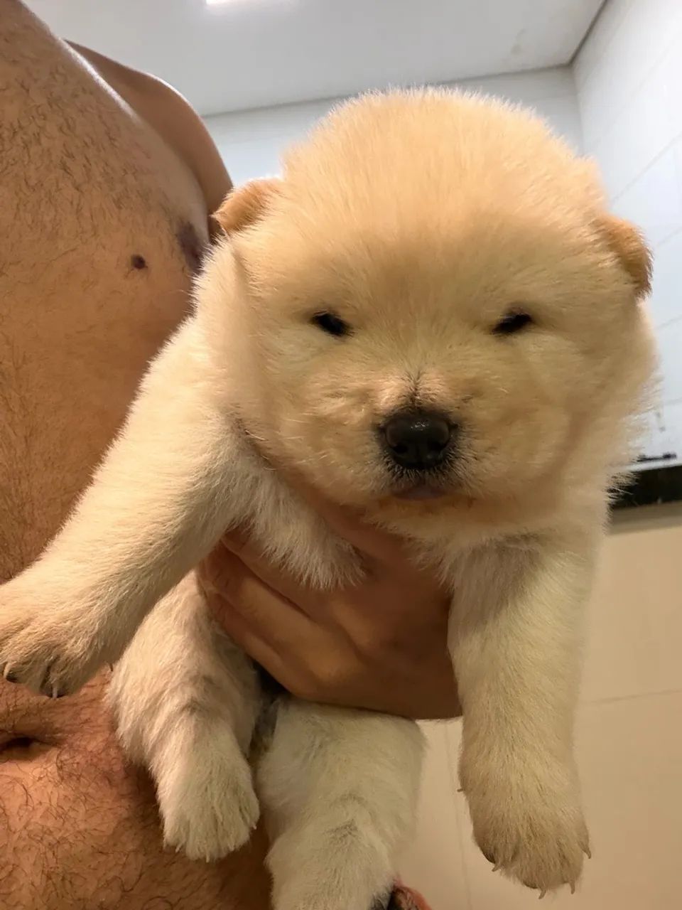 VENDE-SE CHOW-CHOW BRANCO - Foto 4
