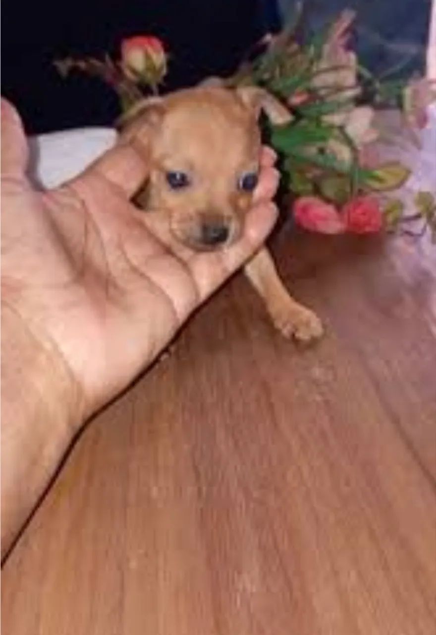 Pinscher zero caramelo disponível  - Foto 2