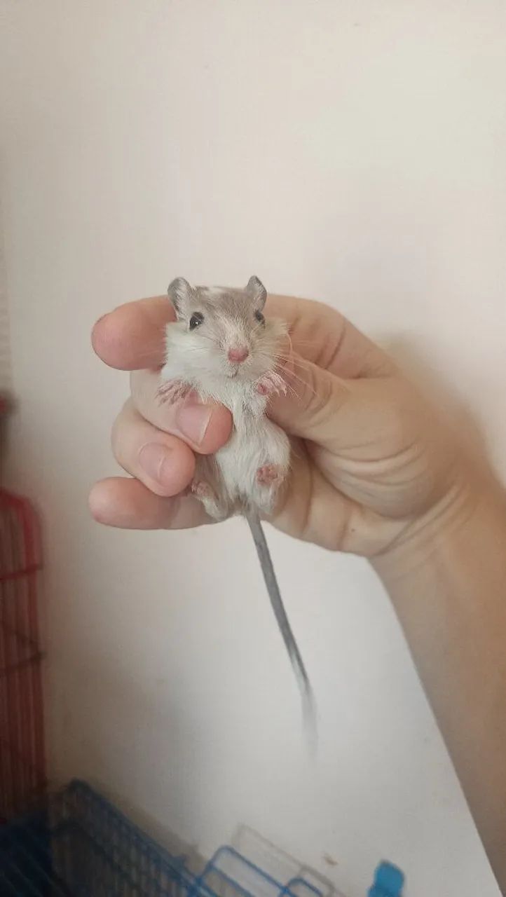 Gerbil esquilo da mongolia - Foto 2