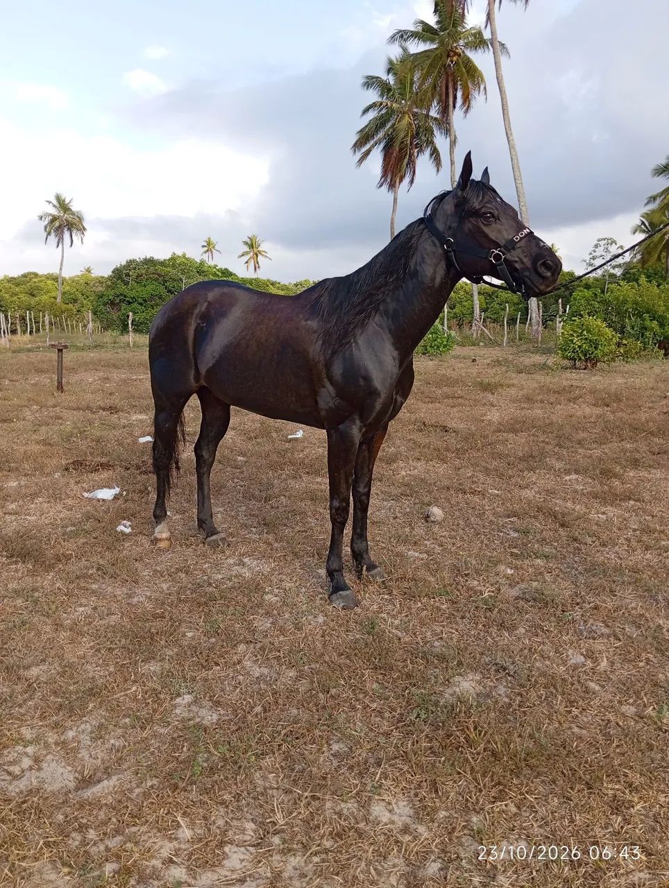 Cavalo QM - Foto 4