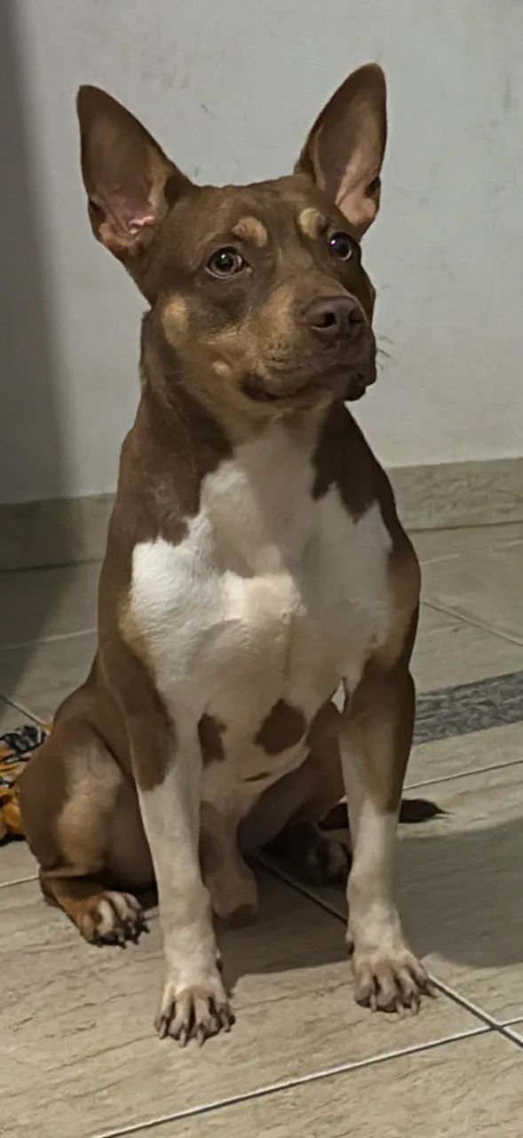 Cachorro pitbull - Foto 3