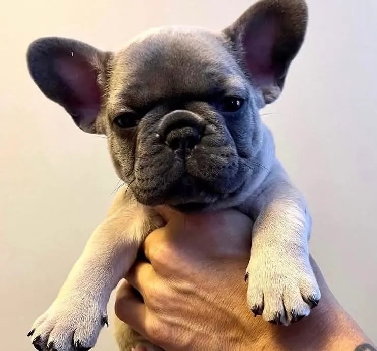 Vendo filhote de buldogue francês mini com documento  - Foto 4