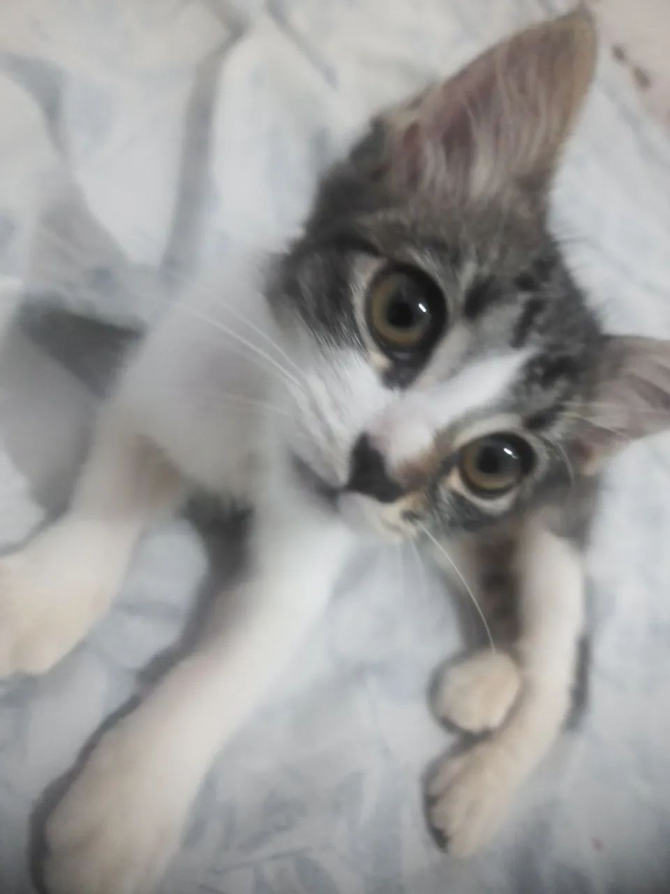 Gata para adoção!! - Foto 2