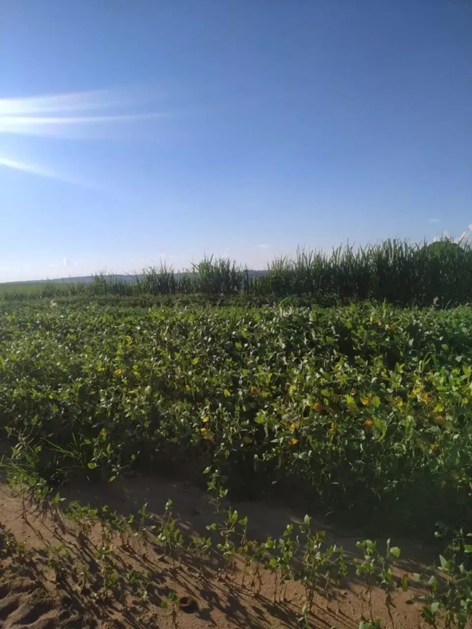 Vendo fazenda uberaba Uberlândia - Foto 4