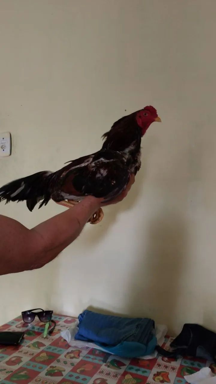 Frango e franga - Foto 4
