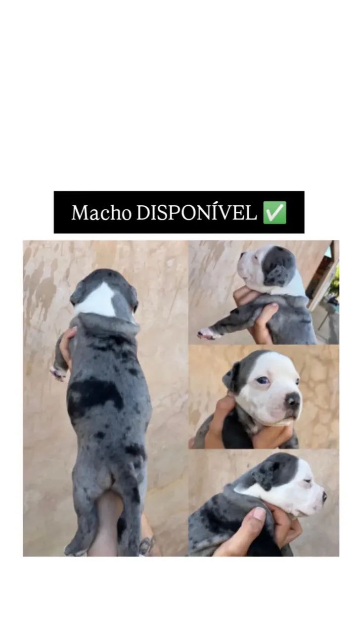 American bully standart 