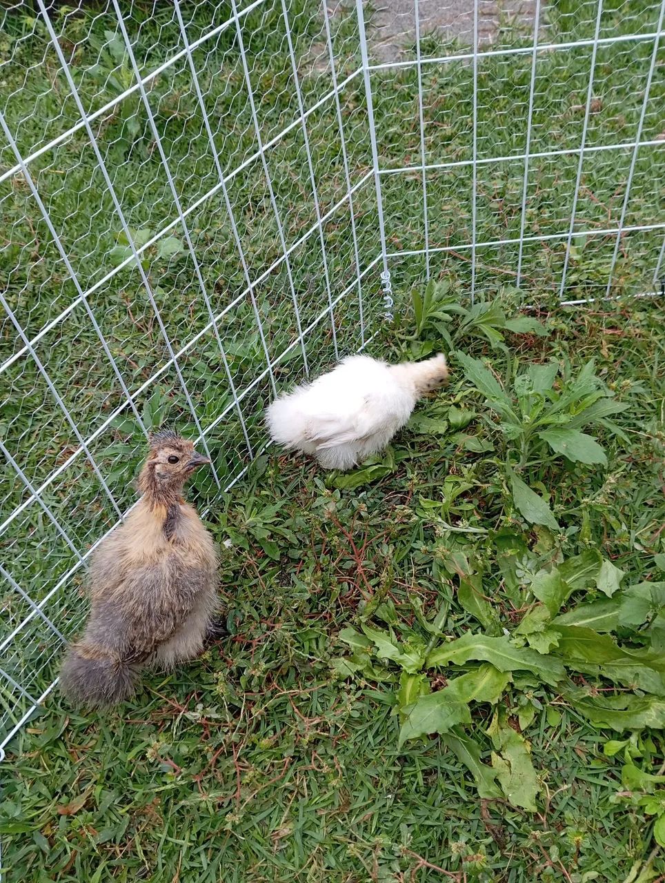 VENDE -SE  - Foto 2