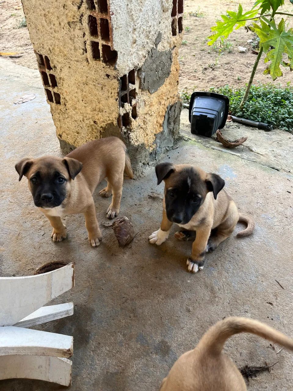 Cachorro filhote pastor malenoar  - Foto 2