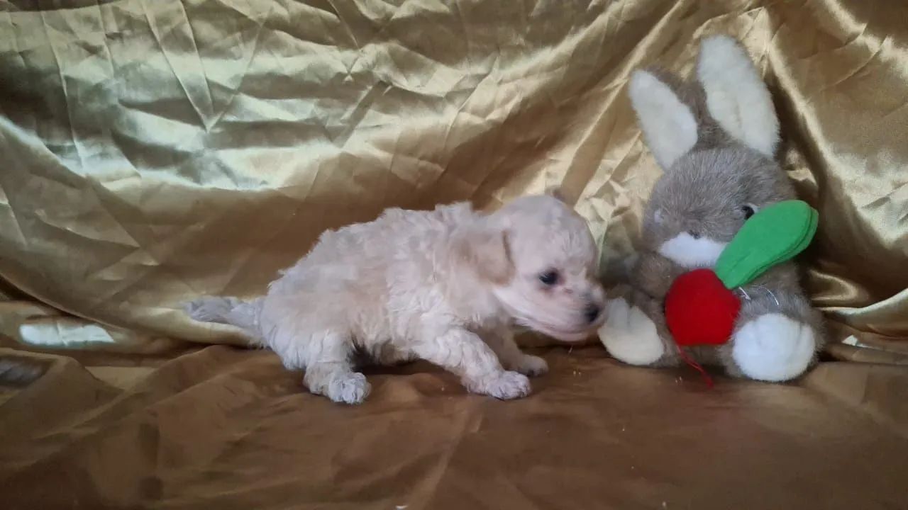 Poodle macho  - Foto 4