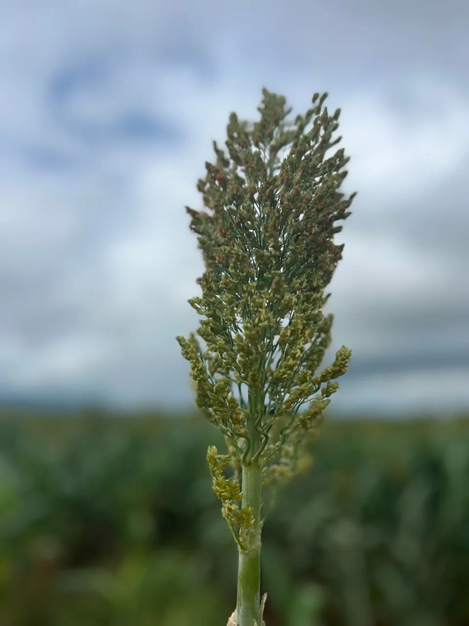 silagem de sorgo  - Foto 2
