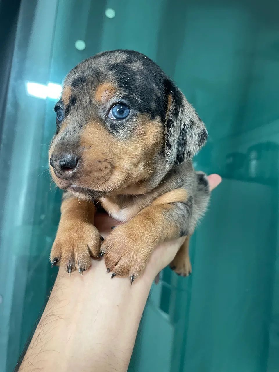 Dachshund 