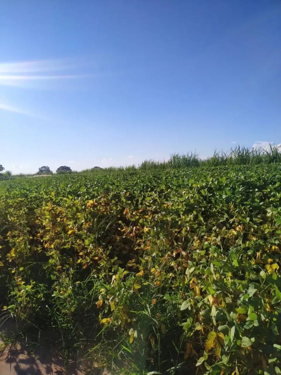 Vendo fazenda uberaba Uberlândia