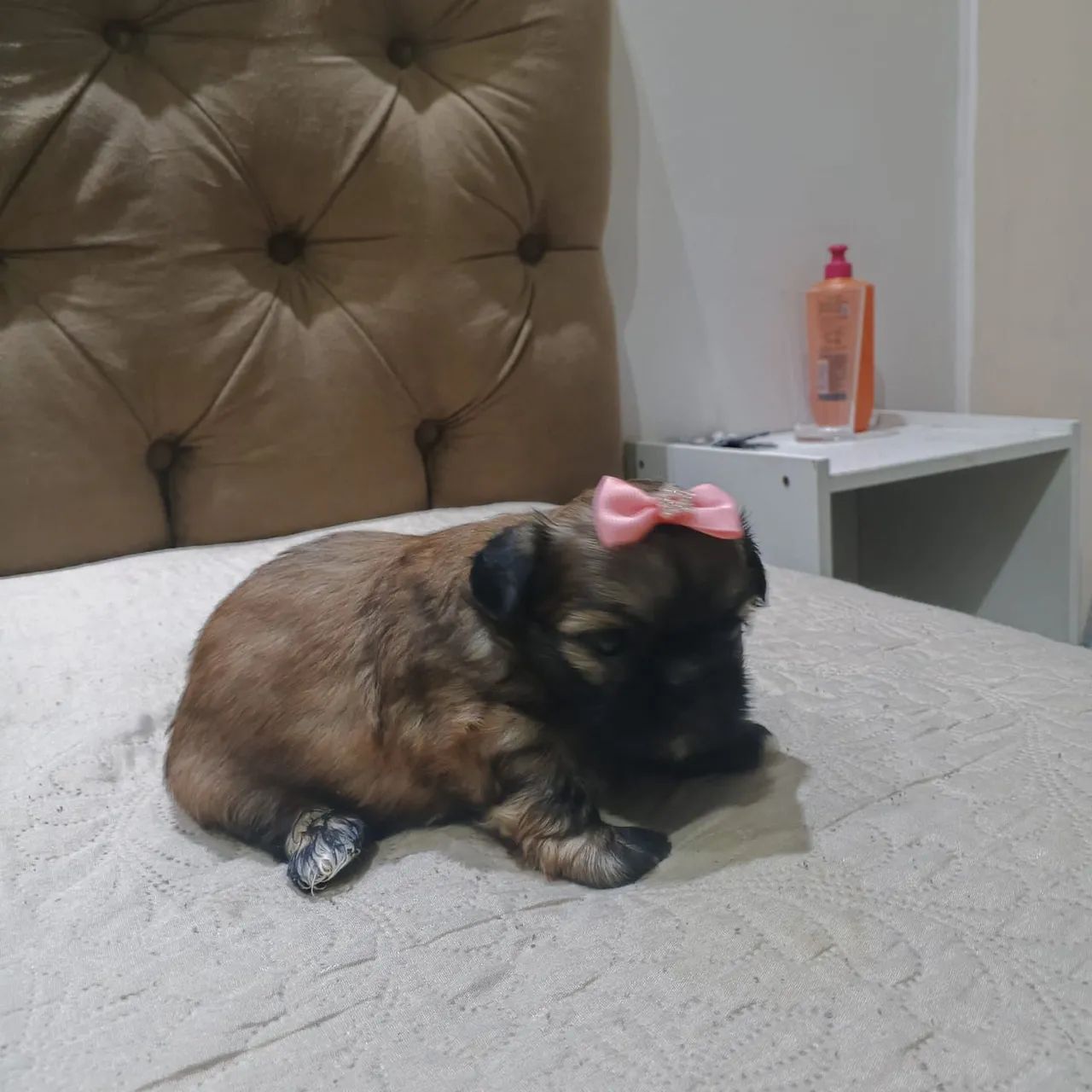Shitzu  - Foto 2