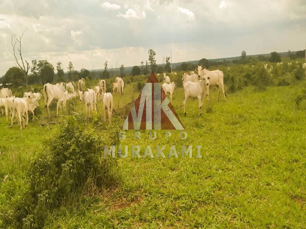 FAZENDA - CAMPO GRANDE - MS - Foto 3