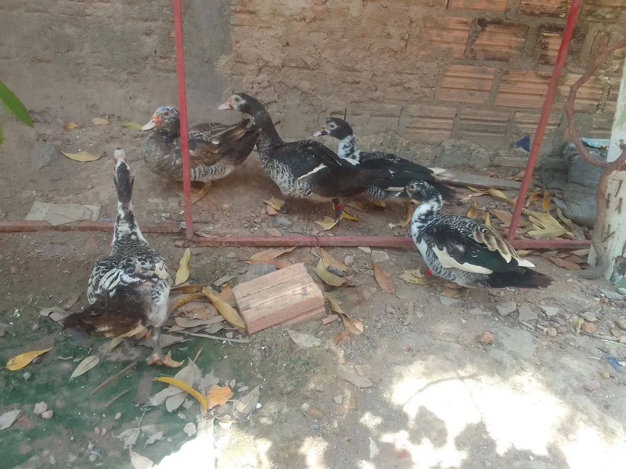 Patos - Foto 2