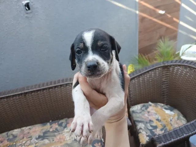 Filhotes de cachorro - Foto 3
