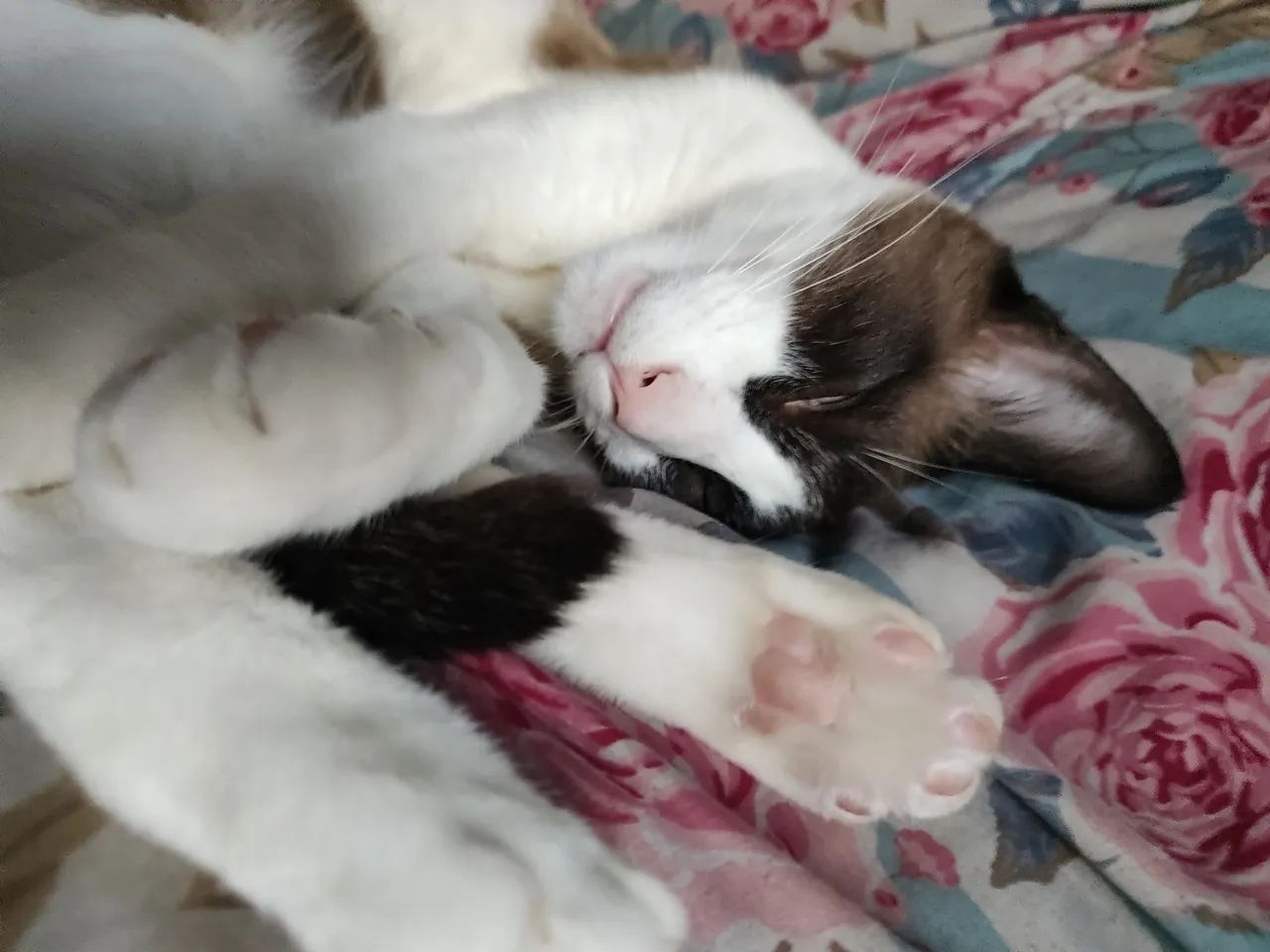Doação responsável de Gato Snowshow - Foto 3
