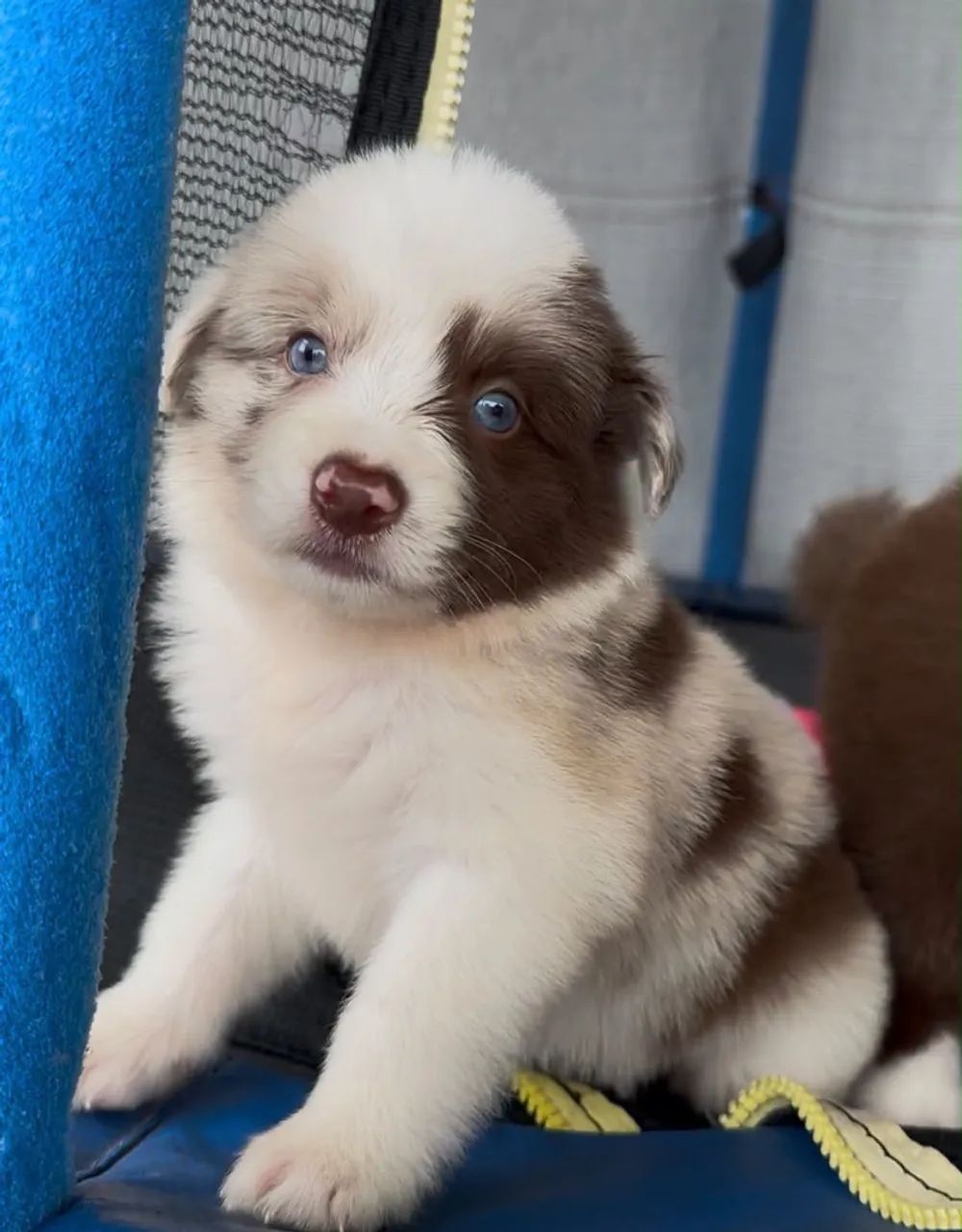 Border Collie (Macho e Fêmea) - Foto 3