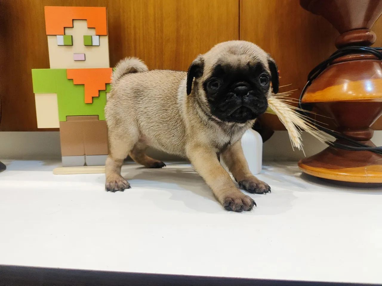 Pug  filhote  - Foto 4