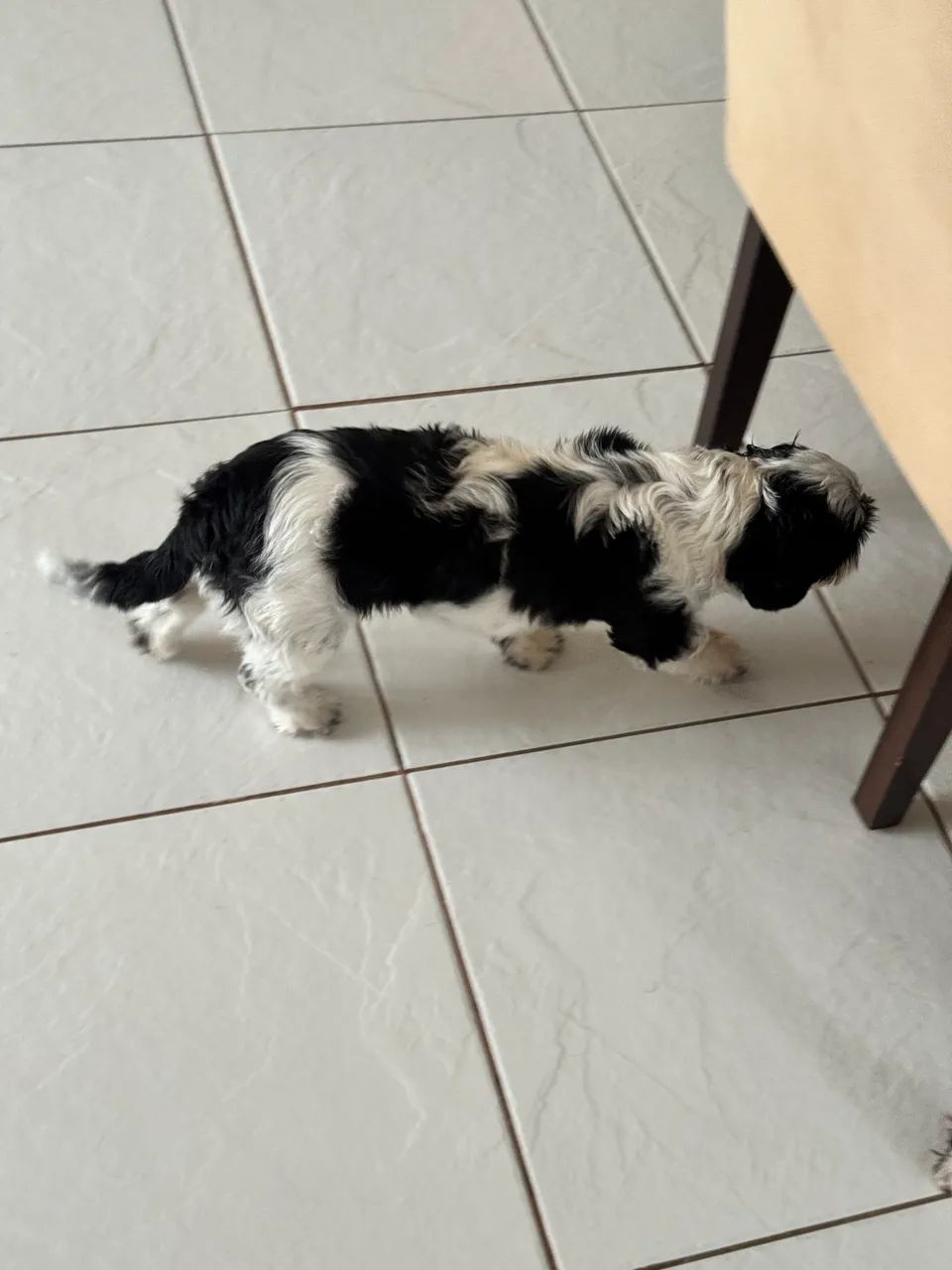 SHIH TZU