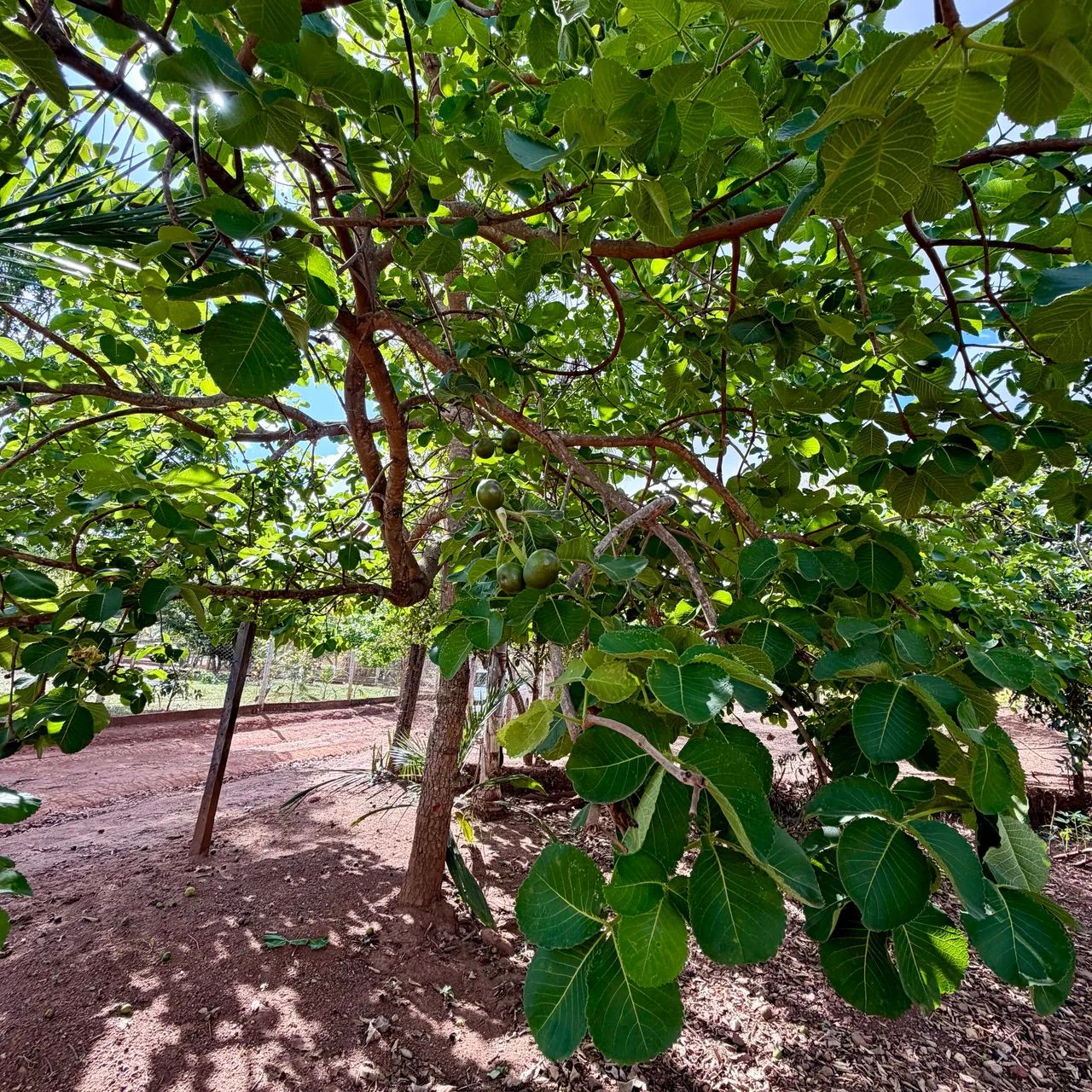 Chácara 3.200m2 a 30 km de Goiânia-GO - Foto 4