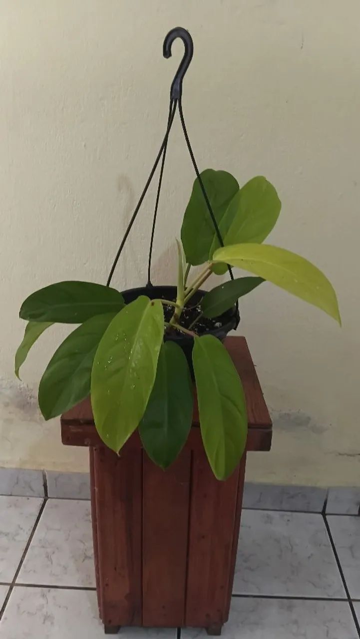 Plantas pendentes  - Foto 4