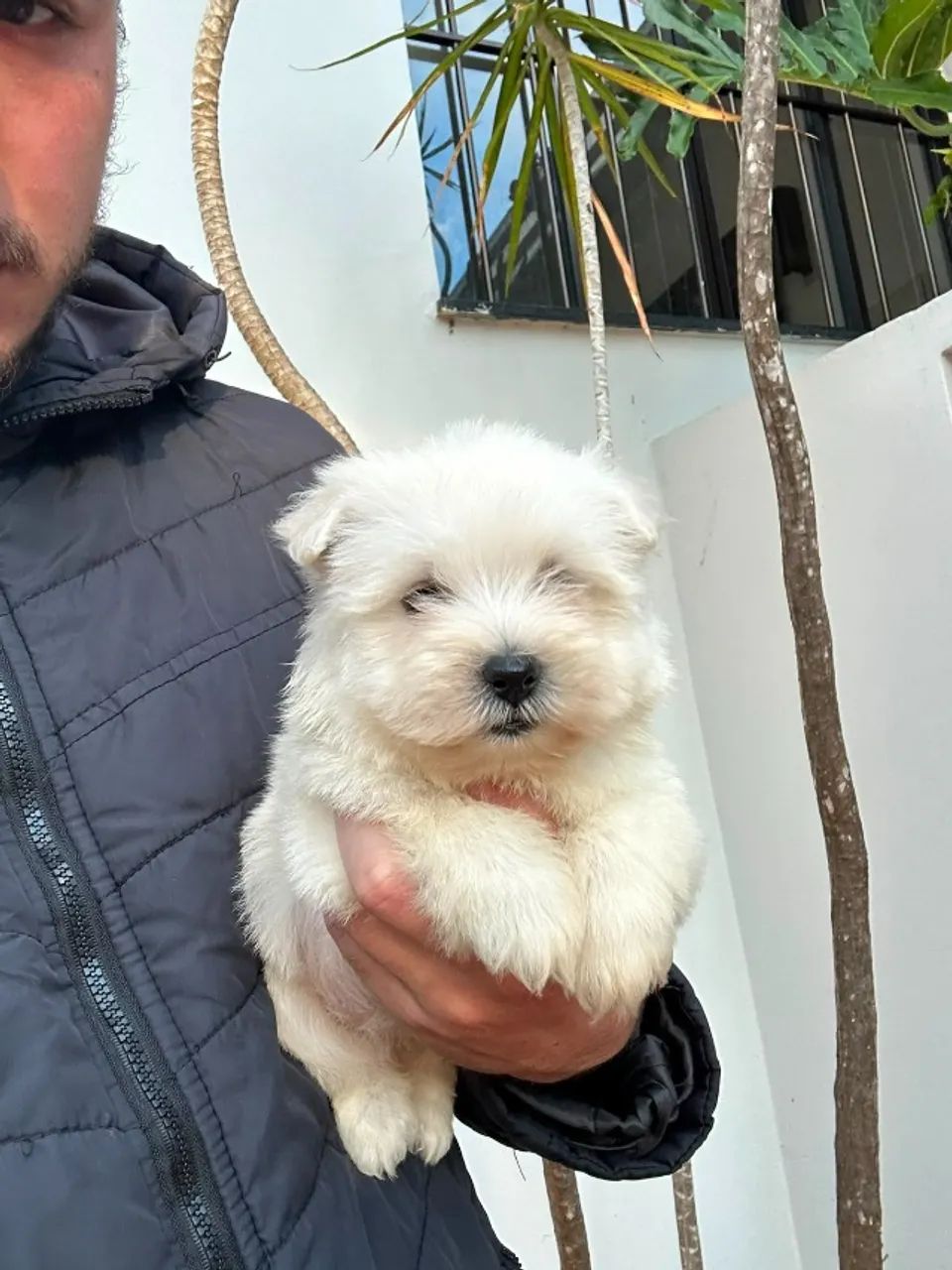 West Terrier 