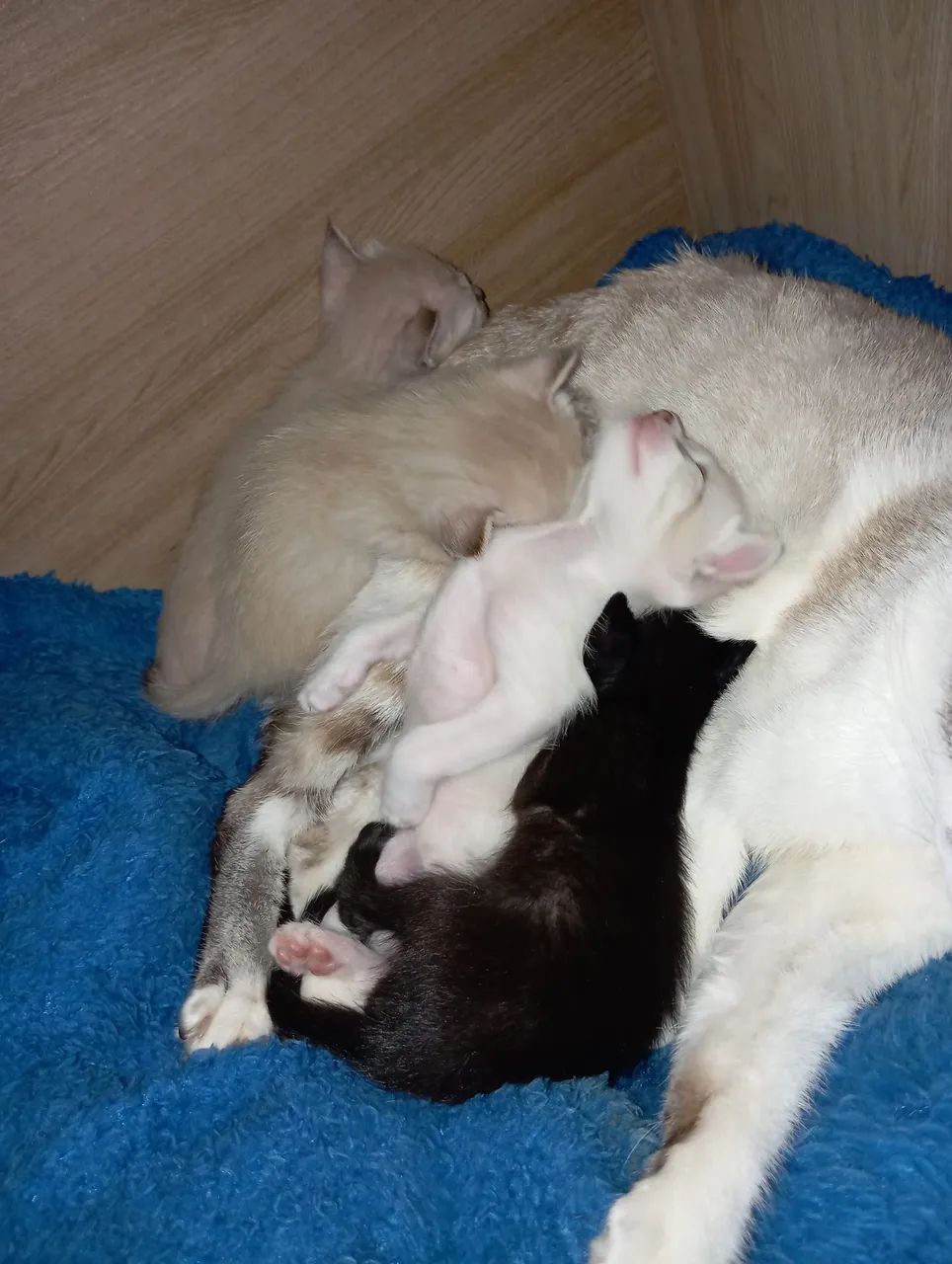 DOAÇÃO DE GATOS FILHOTE!!!  - Foto 3