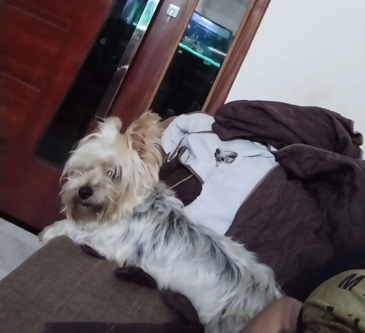 Vendo yorkshire terrier *68 - Foto 3