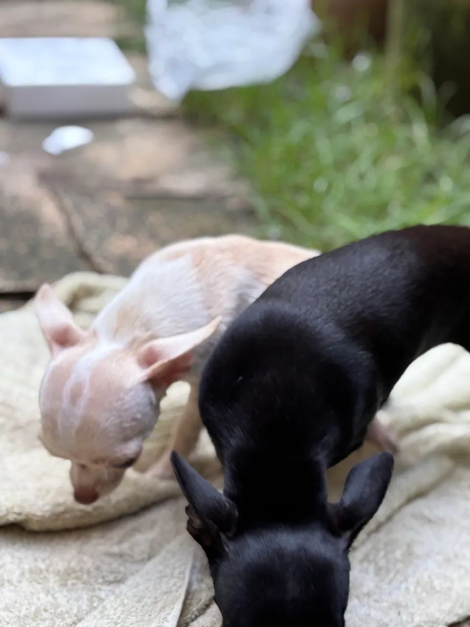Chihuahua com Pedigree  - Foto 4