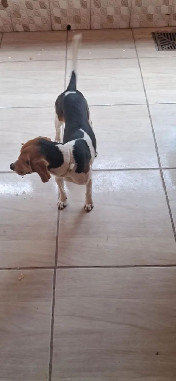 Beagle com americano  - Foto 4