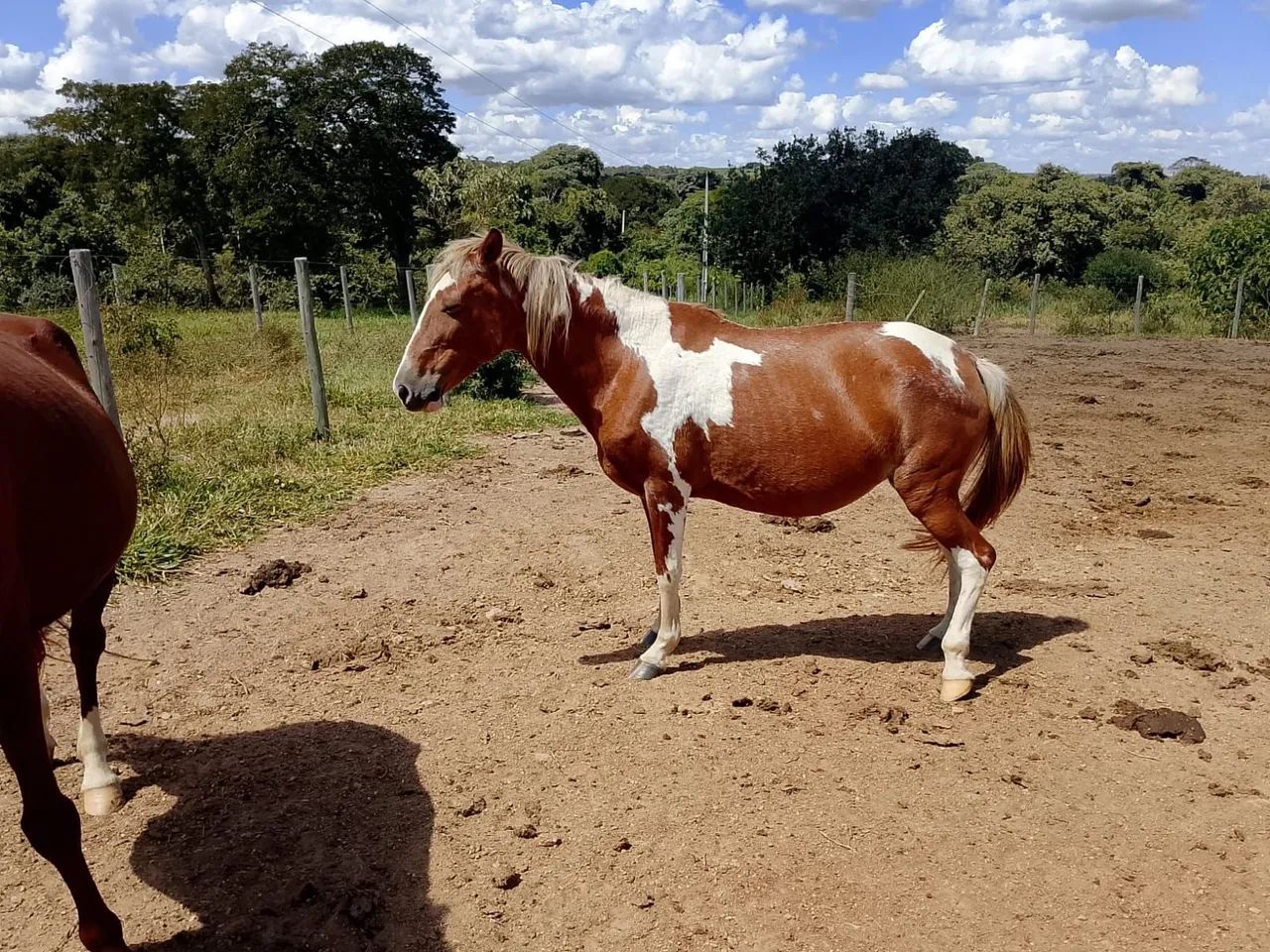 Venda-se égua  - Foto 3