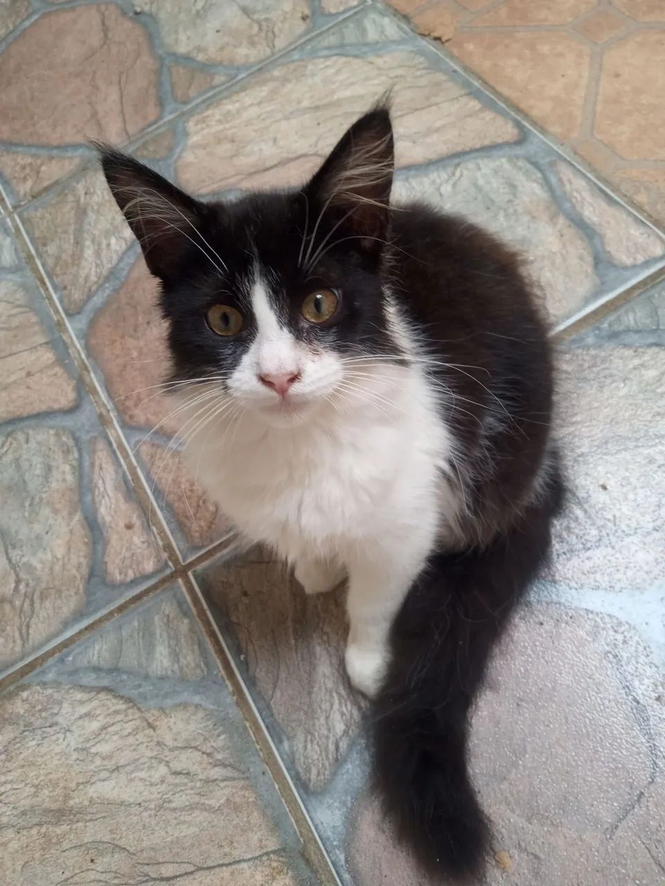 Filhote fêmea de Maine Coom  - Foto 3